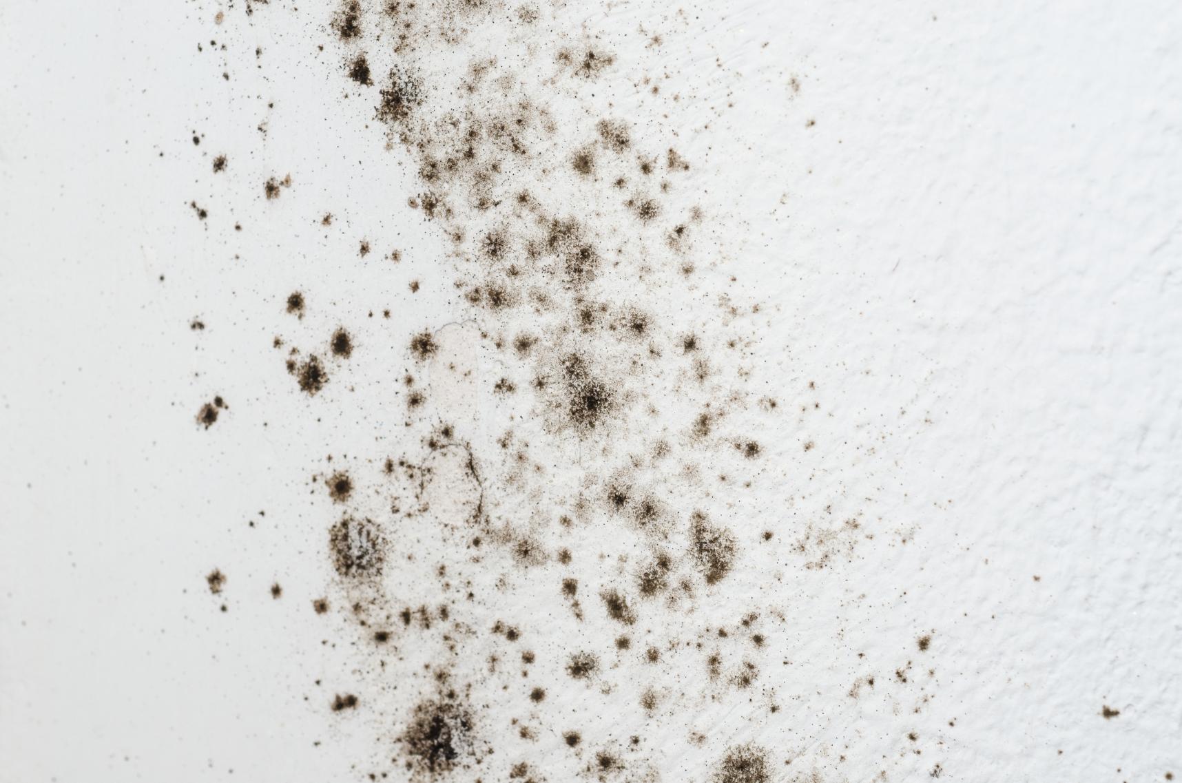 The Hidden Emergency: When Piqua’s Spring Humidity Causes Mold Growth Inside a Dormant HVAC System